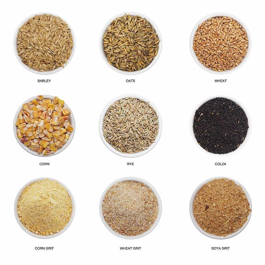 collage de lote de semillas de colores variados, trigo, una vez, chatarra, colza, cebada, avena, cereales, maíz en la mazorca, grano
