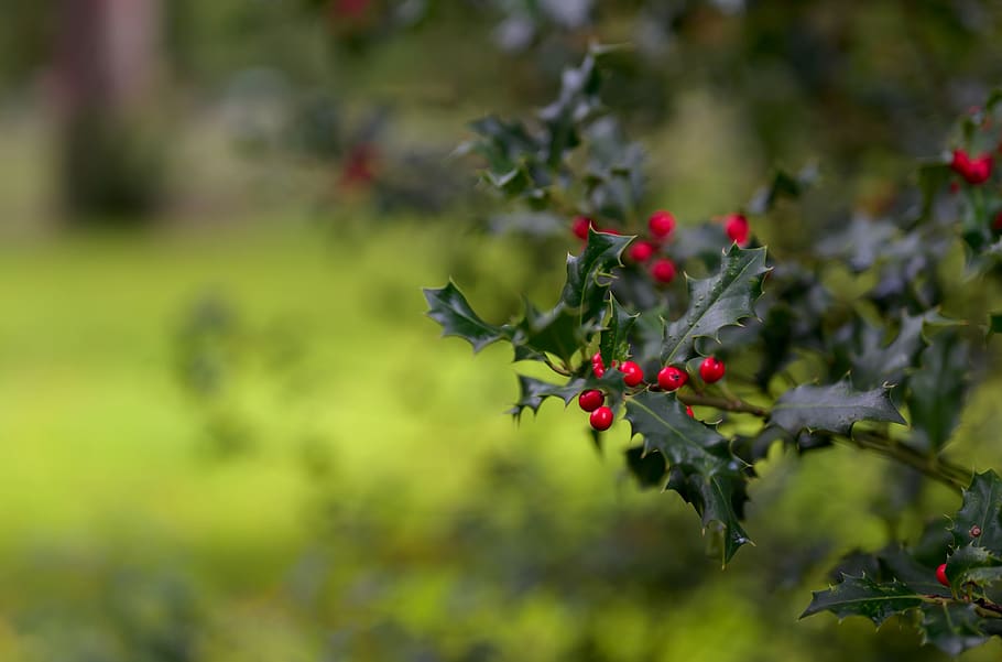 holly, natal holly, ilex, merah, hijau sepanjang tahun, musim dingin, natal, dekorasi, pohon, alam
