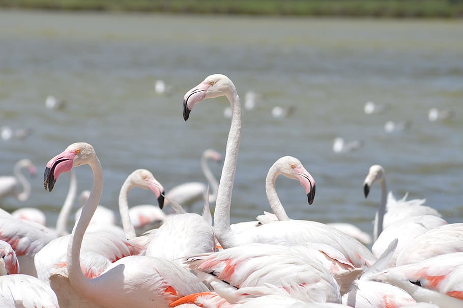 sigean, flamingo, migrasi, afrika, burung, hewan, alam, pink, margasatwa, cadangan