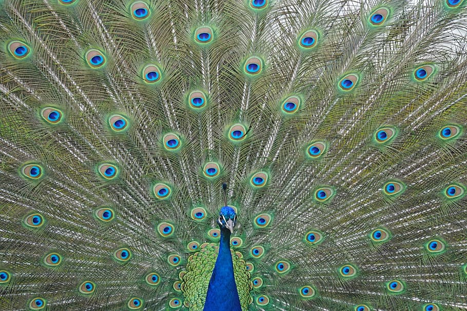 Peacock, Blue, Bird, Feathers, blue, bird, peacock feathers, pride, wheel, wildlife photography, peacock feather