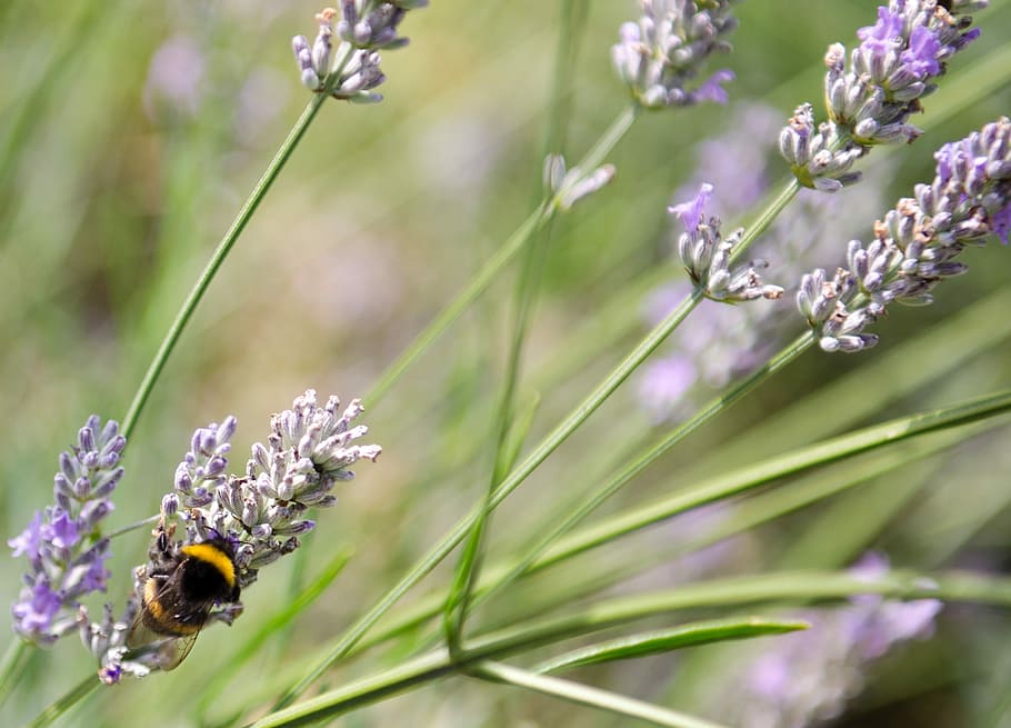 Bumble Bee, Lavender, Makro, Liar, serangga, taman, musim panas, bunga, satu hewan, tema hewan