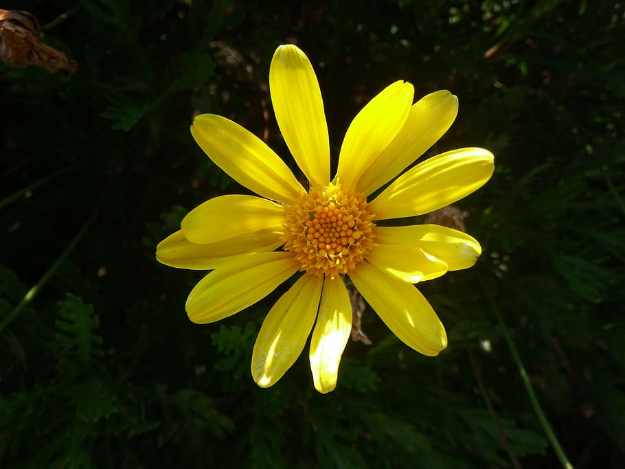 flower, yellow, spring, nature, yellow flower, macro, spanish yellow daisy, flowers, sun, summer