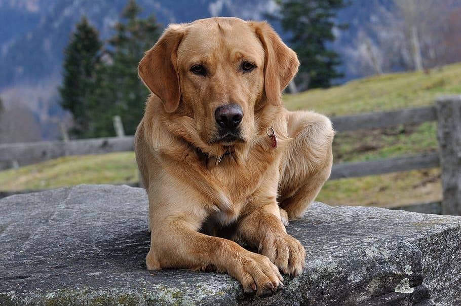 Golden retriever adulto, perro, labrador, piel, mascota, mentira, un animal, temas de animales, animal, mamífero