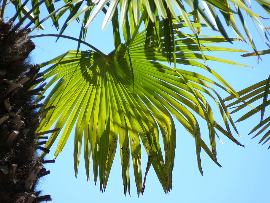 palm, leaf, wedel, green, leaves, structure, palm leaf, palm fronds, plant, sky