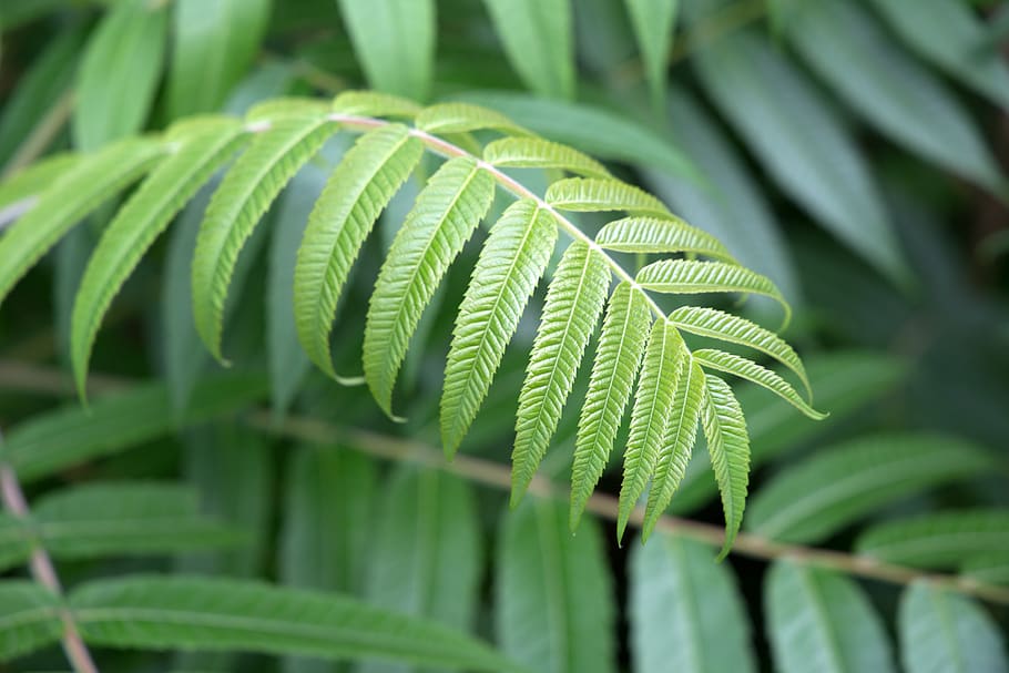 green, plant, leaves, nature, outdoors, texture, pattern, vegetation, organic, natural