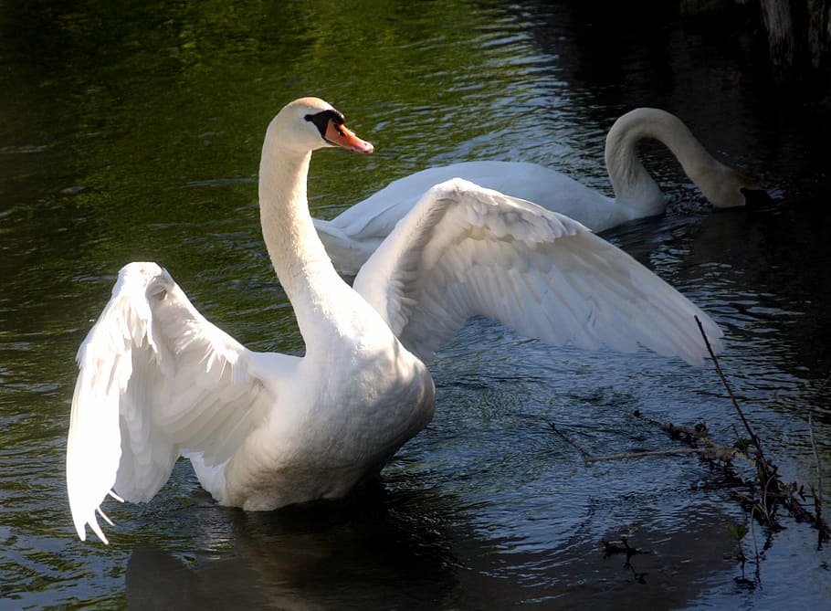 swan, spring, wings, beak, water, channel, nature, feathers, bird, lake