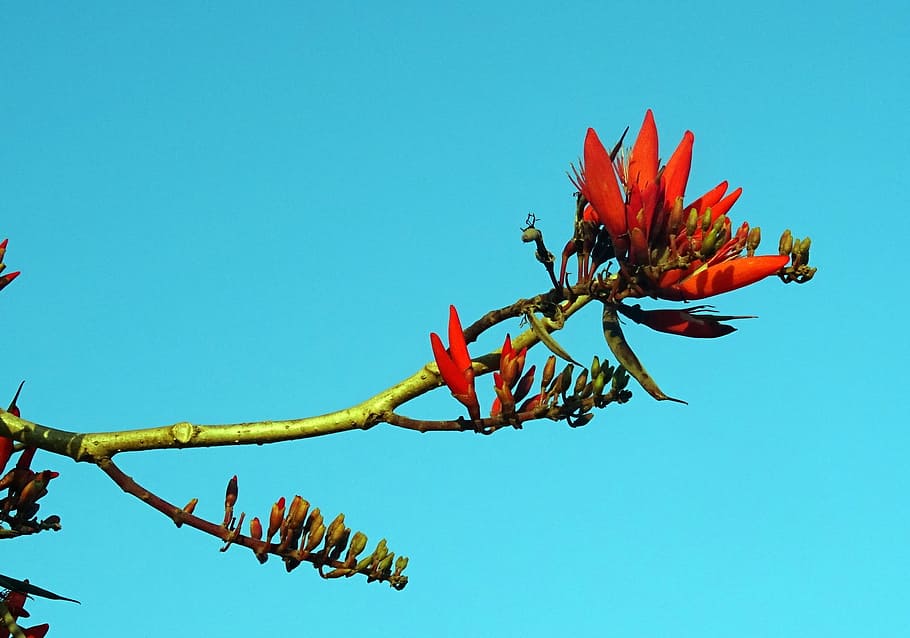 Flor, Erythrina, India, Coral, coral indio, árbol de cuaresma, garra de tigre, Erythrina variegata, Fabaceae, Erythrina indica