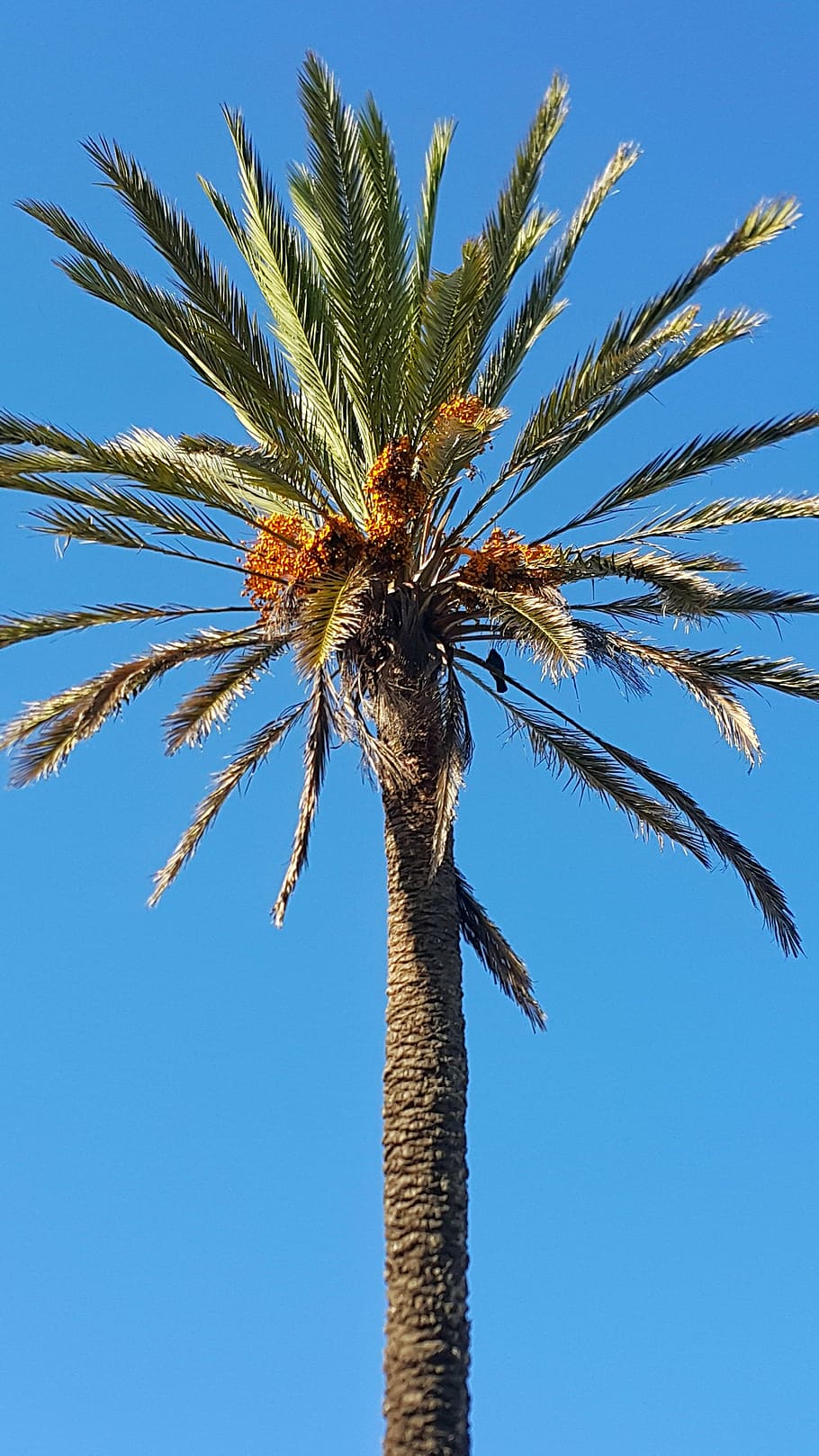 dates palm tree, blue sky, morocco, up high, straigth, palm leaves, palm tree, tropical climate, sky, tree