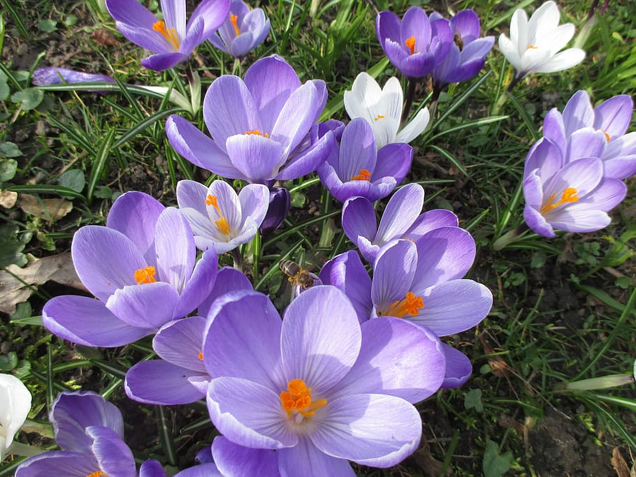 花, 紫, 春, クロッカス, 香り, 紫の花, 蜂, 植物, 自然, 花びら