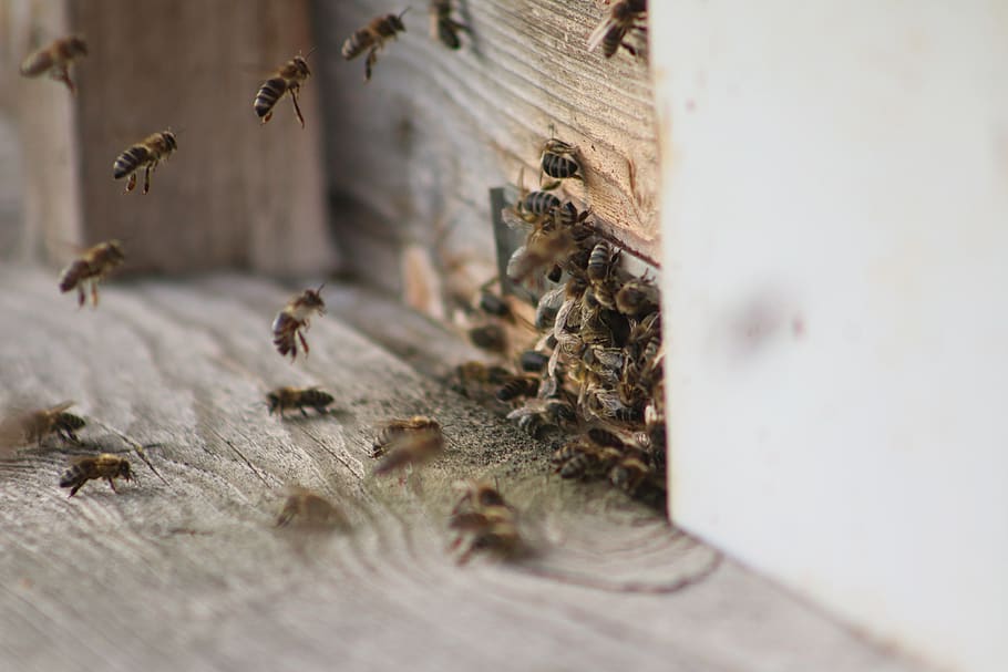 miel de abeja, abejas, abeja, miel, naturaleza, apicultura, néctar, amarillo, animal, polen