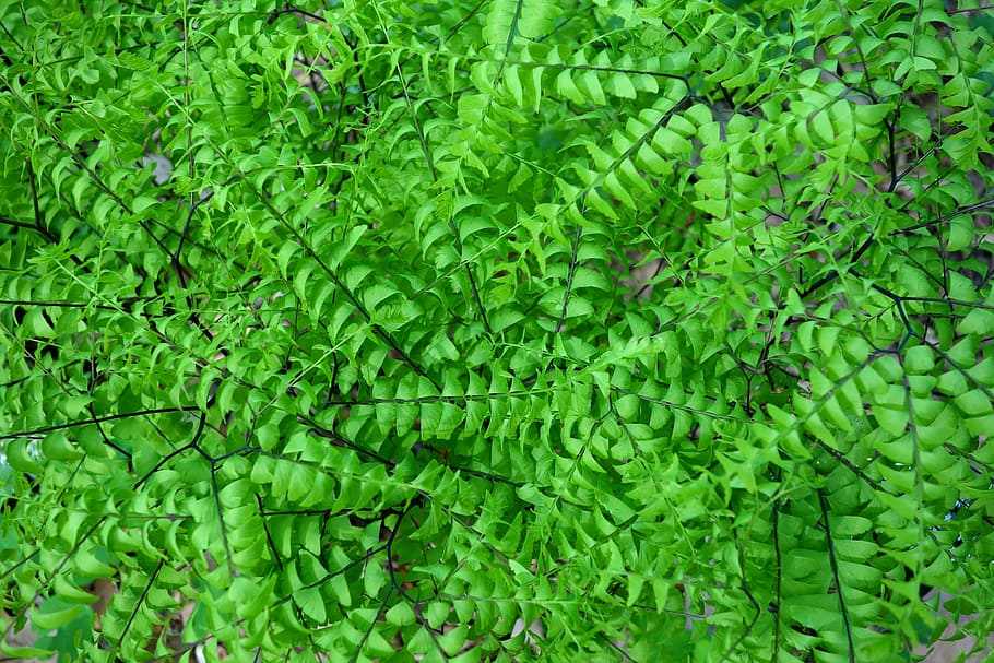 adiantum pedatum, northern maidenhair fern, five-fingered fern, lush, botany, fern, flora, plant, green color, full frame