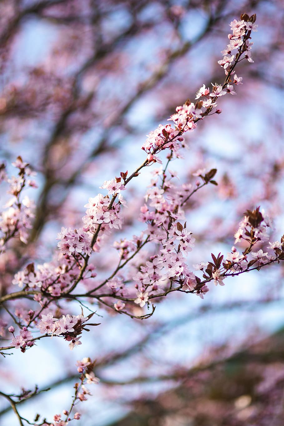 flores de primavera rosadas, rosa, flores de primavera, flores, flora, cielo azul, floreciente, primavera, flor, ramita