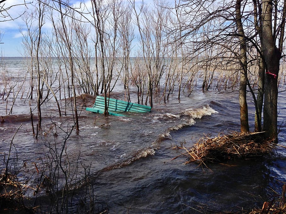 flood, bare trees, park bench, québec, water, tree, nature, tranquility, plant, day