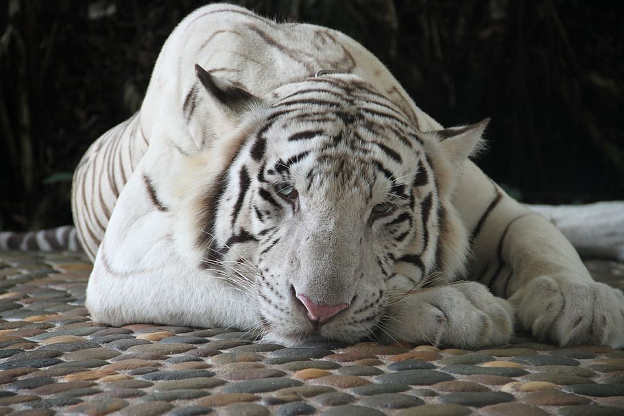 branco, preto, ilustração de tigre, tigre, tigre branco, jardim zoológico, animais, animal, retrato animal, natureza