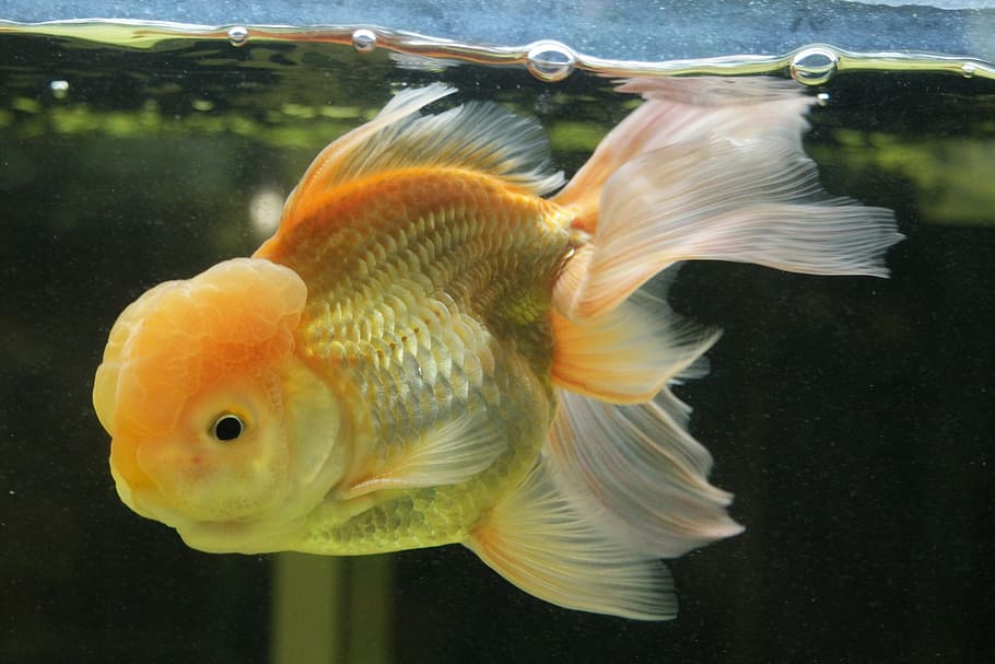 fotografía de primer plano, pez dorado oranda, pez dorado, acuario, submarino, burbujas, naranja, pez, mar, agua