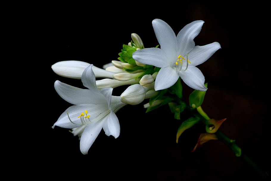 white flowers, flowers, nature, plants, beautiful, petal, daylilies, wildflower, white flower, flower