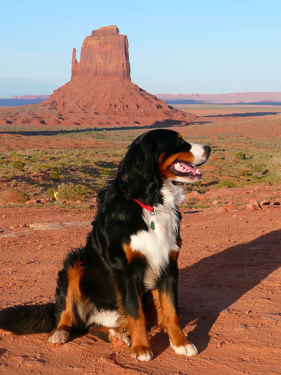 adulto, tricolor, Bernese Mountain Dog, Canino, cão, animal, vale do monumento, estados unidos da américa, rochas, vermelho