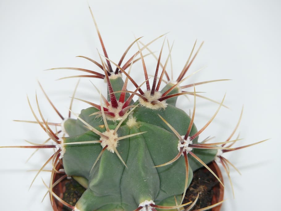 cactus, ferocactus latispinus, ferocactus, cactus greenhouse, cactaceae, spur, prickly, plant, green, broadband