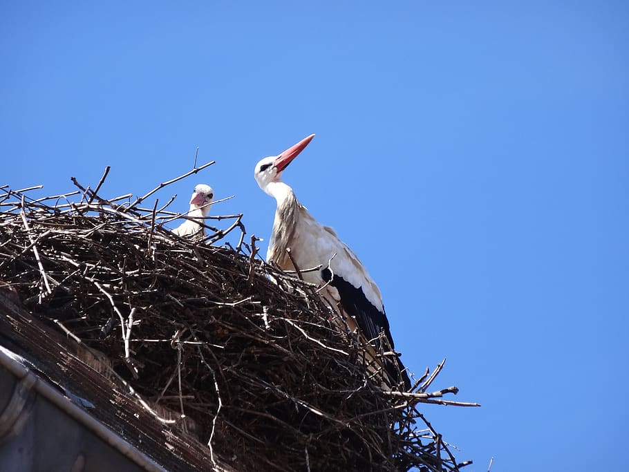 stork, storchennest, storks, alsace, bird, birds, rattle stork, nest, animal nest, animal
