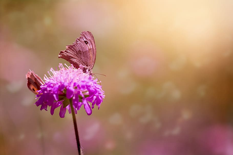 purple, chives flower, brown, moth, closeup, butterflies, meadow brown, edelfalter, animal, flight insect