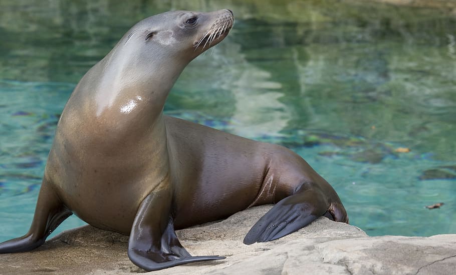close, sea lion, standing, brown, stone, water, close up, brown stone, the north pacific sea lions, steinmann sea lions