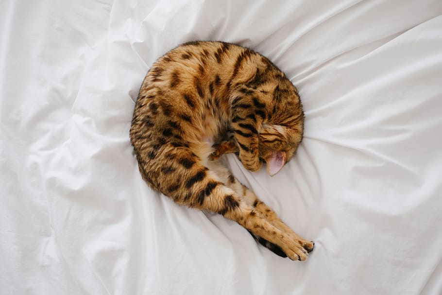 bengal cat, sleeping, white, bed spread, cat, kitten, pet, animal, bed, sheet