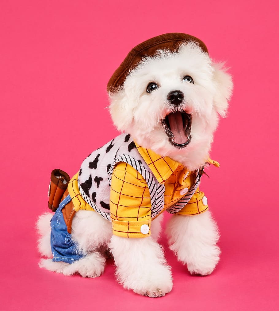 white, maltese puppy, woody costume, bichon we now, bichon, jelly carpet ghz, jelly bean rugs, dog, puppy, cute