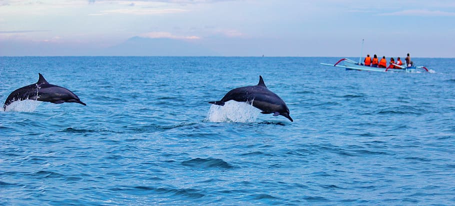 two, blue, dolphins, diving, water, ocean, jumping, wildlife, marine, jump