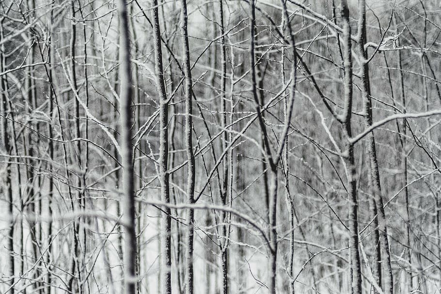 foto close-up, pohon tanpa daun, skala abu-abu, fotografi, tanpa daun, pohon, cabang, tanaman, alam, salju