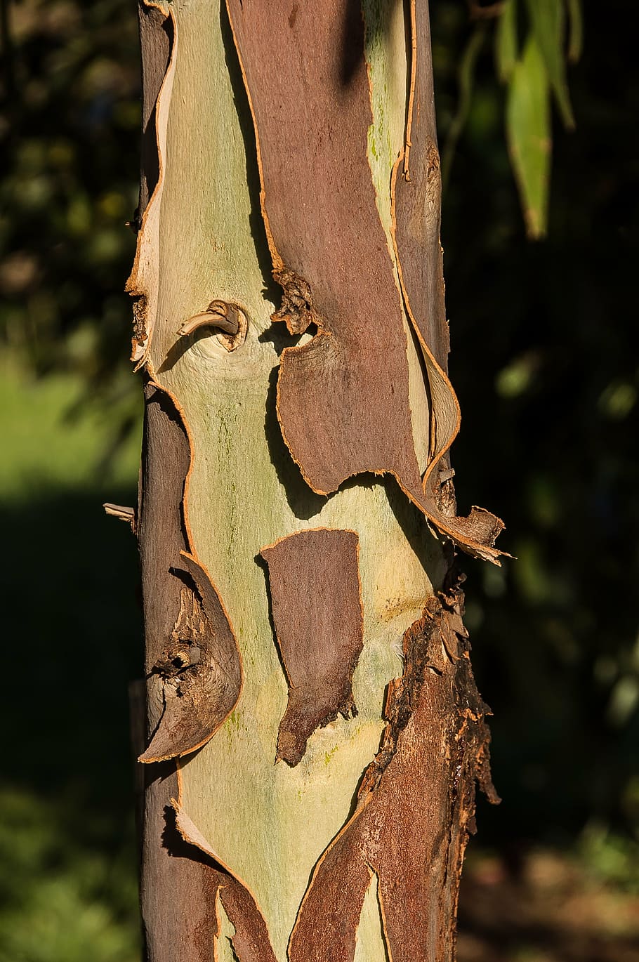 gum tree, bark, peeling, brown, green, tree, eucalypt, trunk, texture, australia