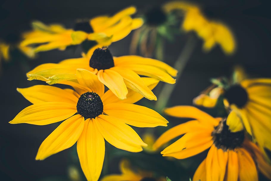 foto bunga matahari, kuning, bunga, alam, tanaman, kelopak, mekar, outdoor, musim panas, daun bunga