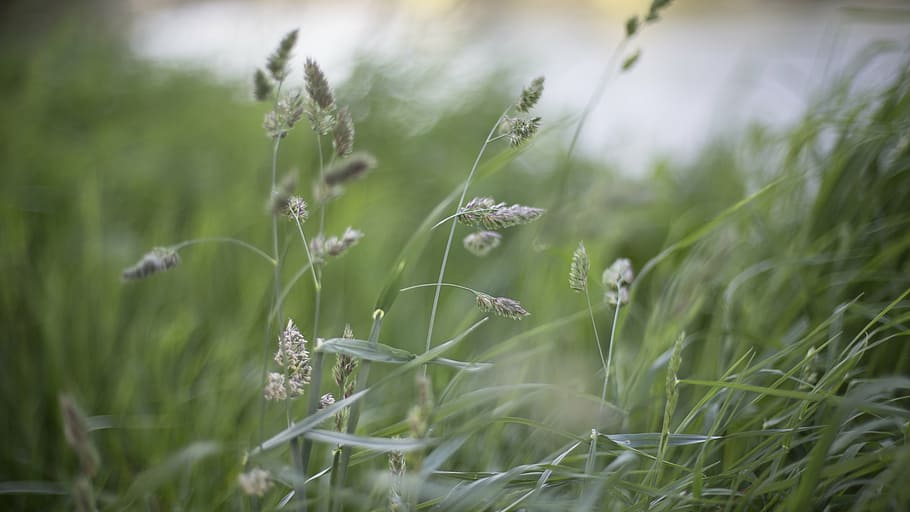 fotografi selektif, fokus, hijau, rumput, aneka, dandelion, dangkal, fotografi, alam, kerbau