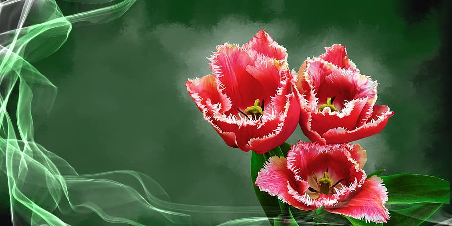 selective, focus photo, red, jagged, tulip flowers, tulip, flower, plant, blossom, bloom