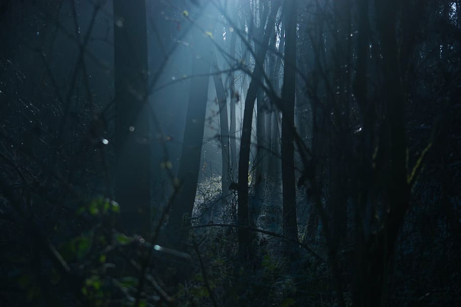 forest, night time high-saturated photography, dark, moody, scary, spooky, natural, woods, forrest, light