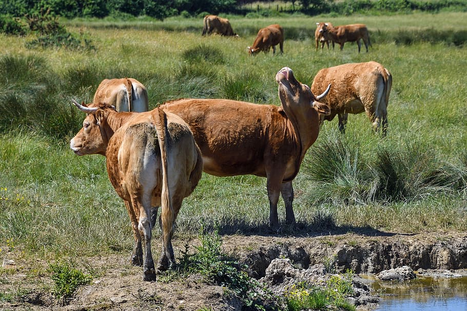 Cow, Limousine, Rousse, Field, grass, animal wildlife, animals in the wild, animal themes, animal, nature