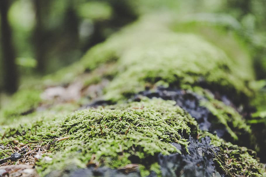 green, grass, blur, nature, outdoor, moss, plant, growth, green color, selective focus