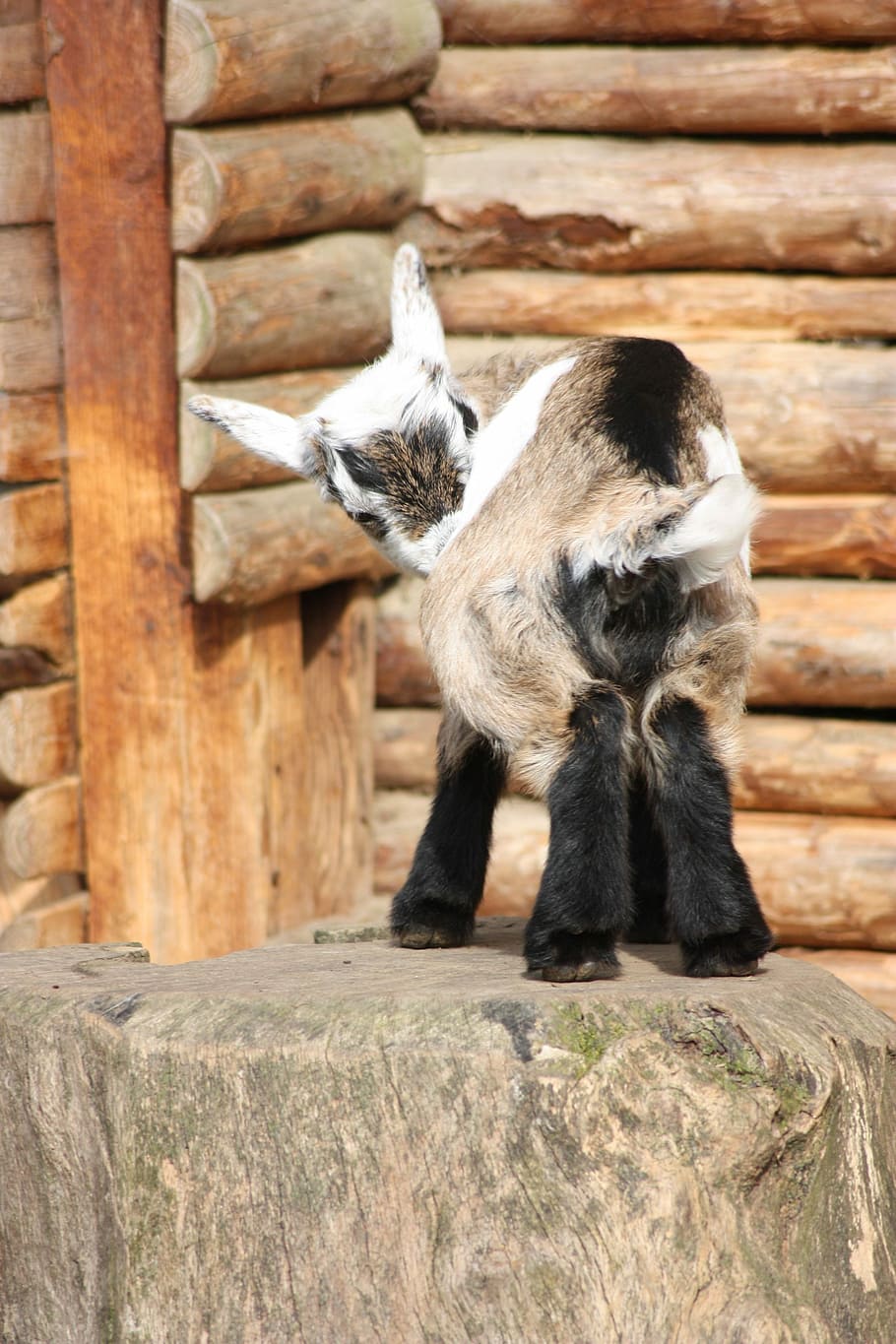 Baby, Goat, Animal, Small, baby goat, one animal, animal themes, wood - material, animal wildlife, mammal