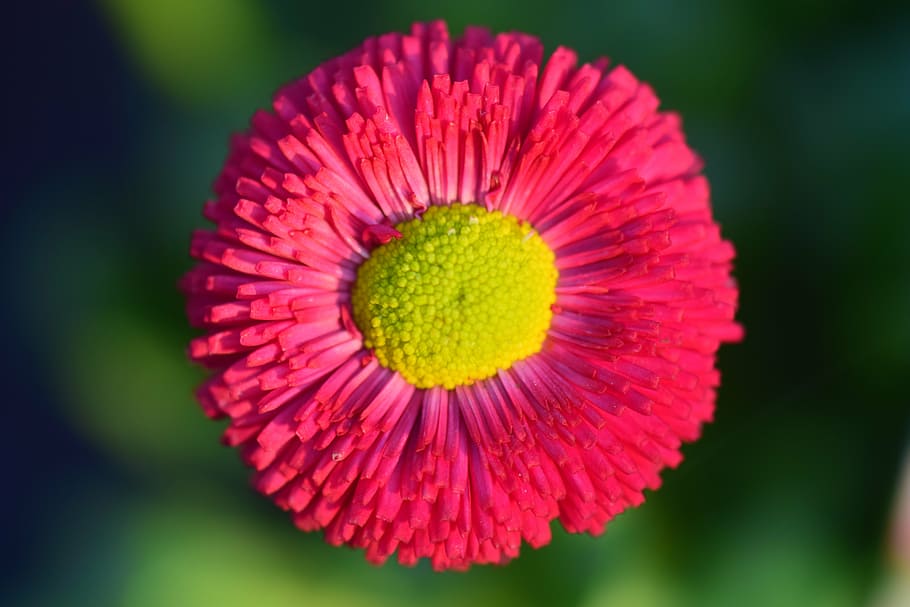 daisy, red, flower, blossom, bloom, plant, color, spring, colorful, macro