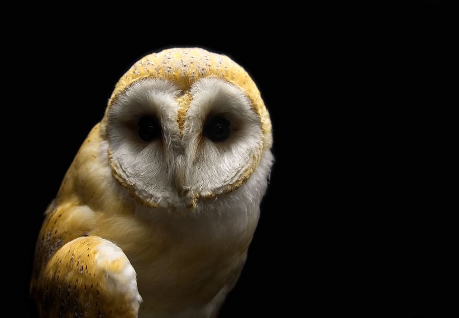 macro photography, brown, white, owl, barn, barn owl, bird, raptor, spooky, hunter