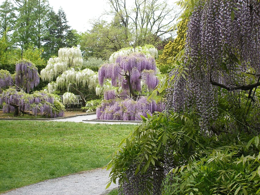 landscape photo, trees, Flowers, Wisteria, Spring, Blooming, plant, floral, purple, picturesque