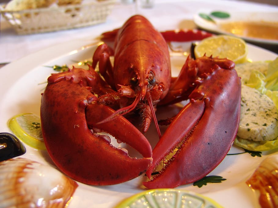 dimasak, putih, piring, lobster, makan, gourmet, makanan laut, krustasea, makanan dan minuman, makanan