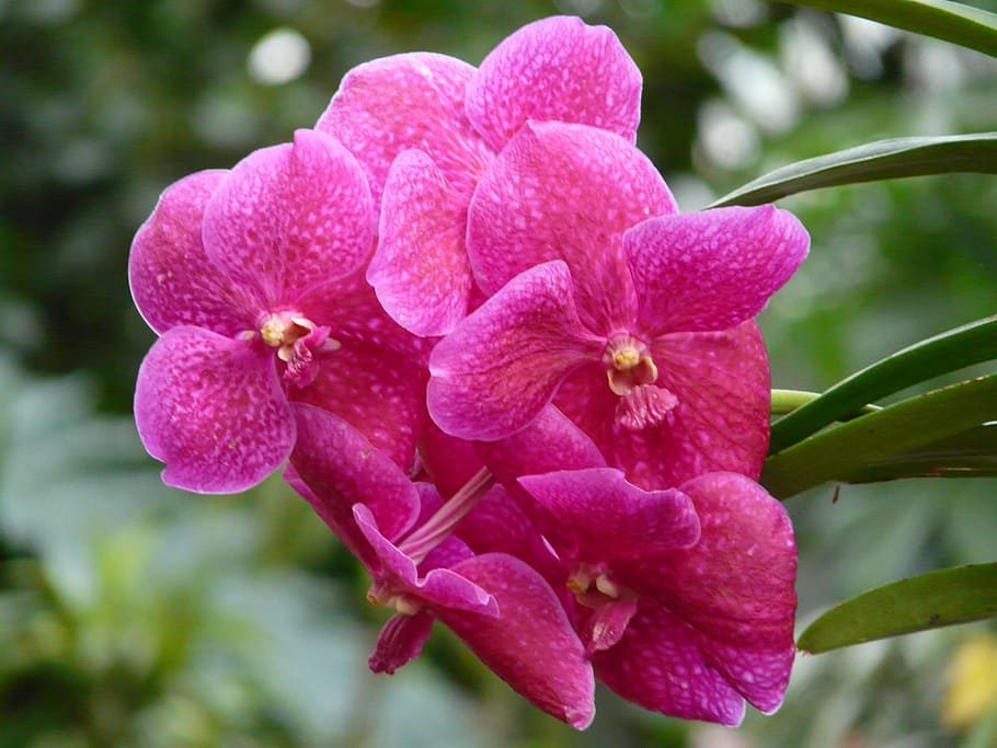 Orchid, Pink, red vanda orchid, red, flower, blossom, bloom, plant, tropical, exotic