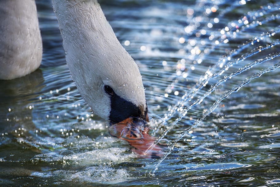 swan drinking water photography, swan, water, bird, water bird, white swan, white, mirroring, nature, waters