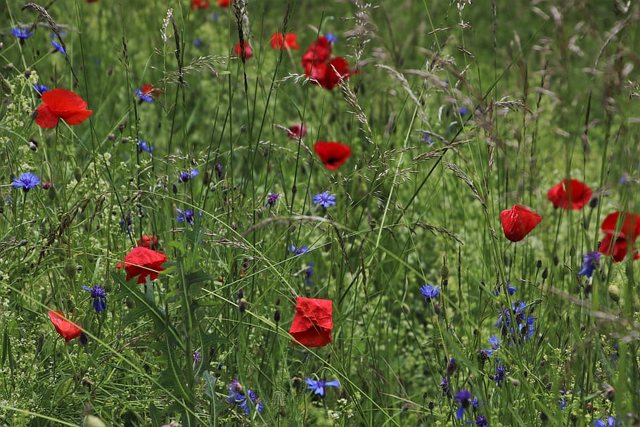 meadows, poppies, cornflowers, wild flowers, the idyll, green, plant, the delicacy, field, growth
