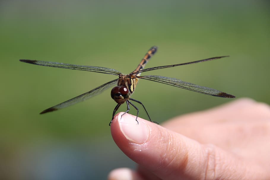 dragonfly, insect, green, natural, human hand, human body part, hand, invertebrate, animals in the wild, animal wildlife