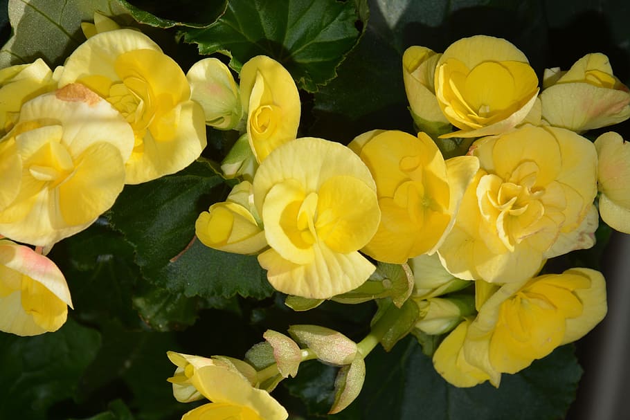 bunga kuning, jardiniere, alam, flora, kuning, tanaman, kebun raya, tanaman berbunga, bunga, kerentanan