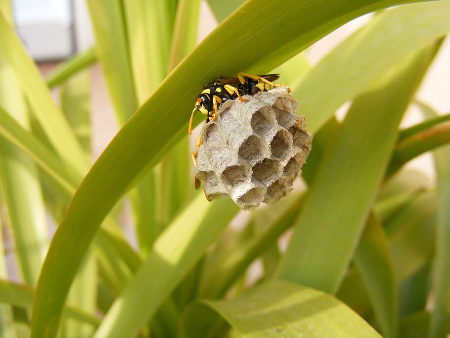 bee, nest, insect, home, hexagon, family, animal, nature, wildlife, wasp