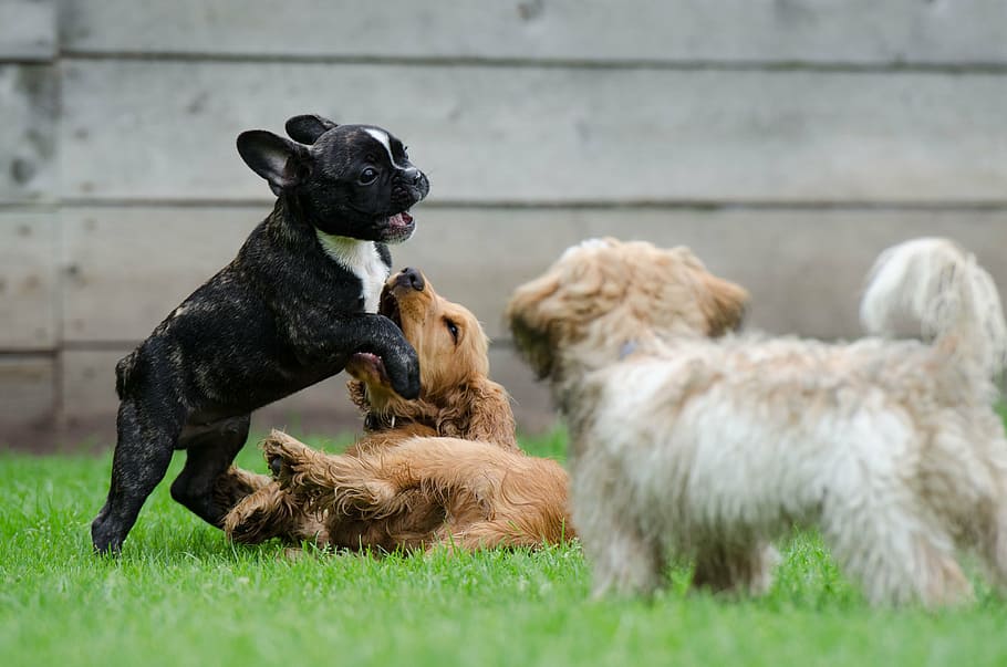 three, dogs, playing, green, grass field, playing puppies, young dogs, french bulldog, cocker spaniel, puppies