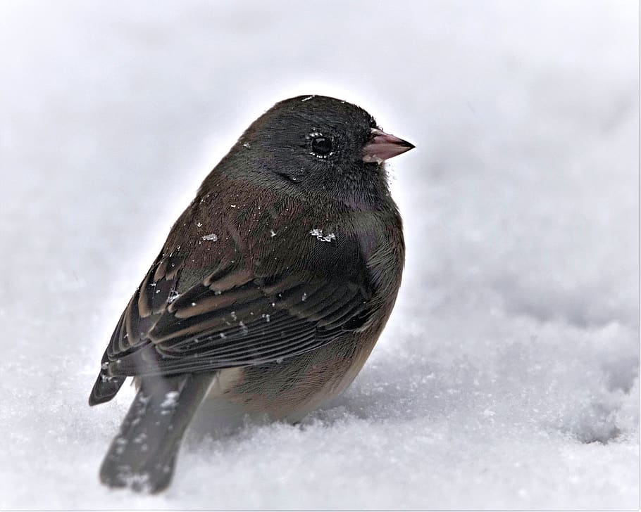 bird, junco, sparrow, black and white, snow, wildlife, nature, dark-eyed, birdwatching, songbird