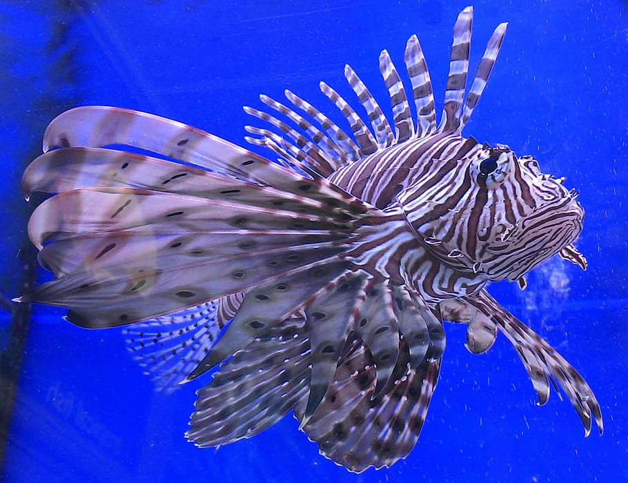 gray, white, fish, closeup, photography, lion fish, aquatic, underwater